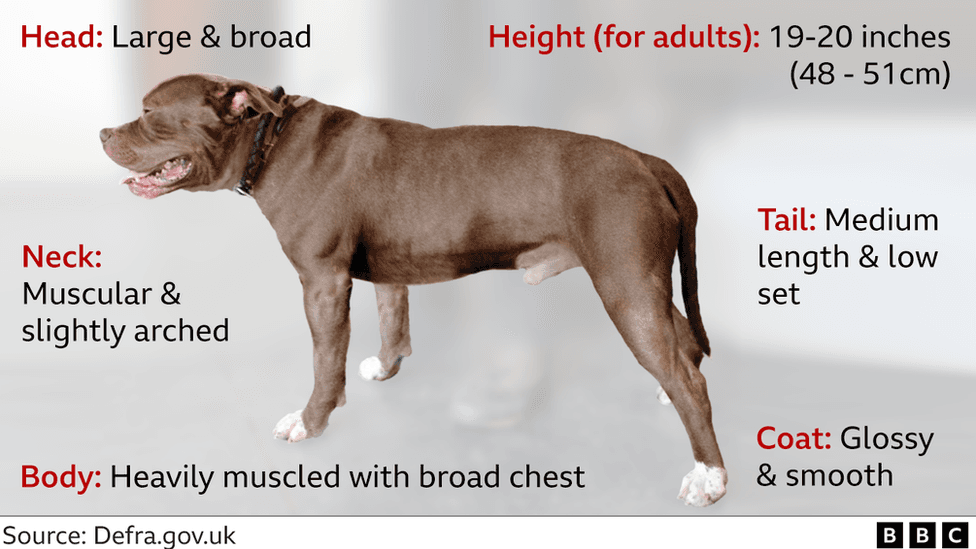Fact Check: Are XL bullies dangerous?