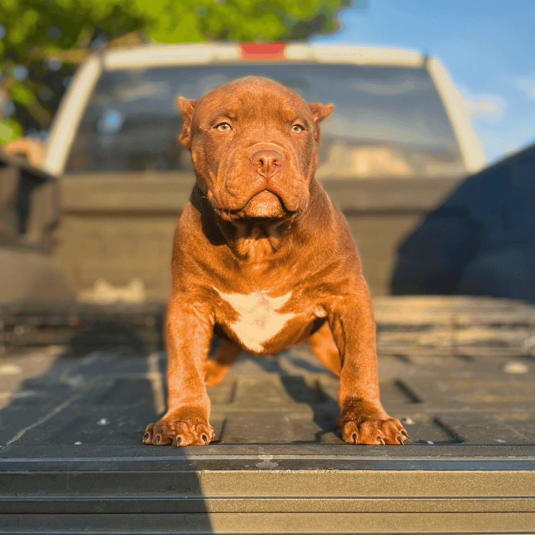Fact Check: Are XL bullies pitbulls?