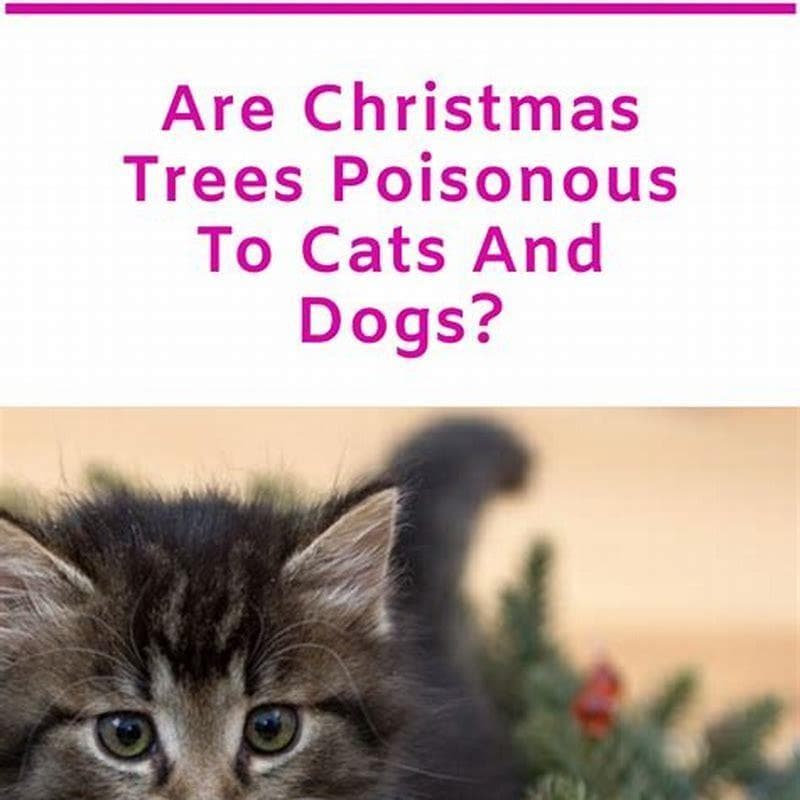 Fact Check: Are Xmas trees toxic to cats?