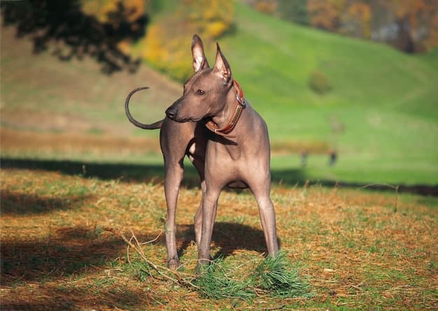 Fact Check: Are Xolo dogs rare?