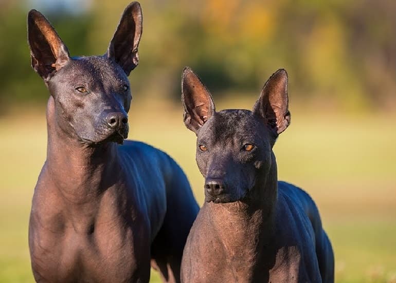 Fact Check: Are Xolos good dogs?