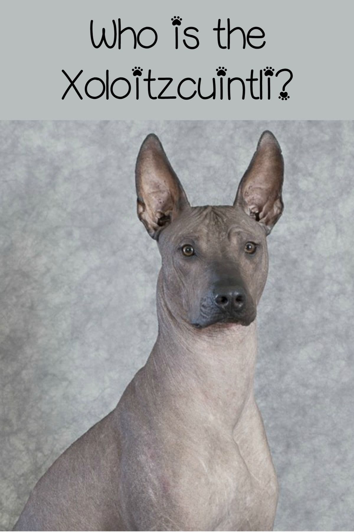 Fact Check: Are Xolos hypoallergenic?