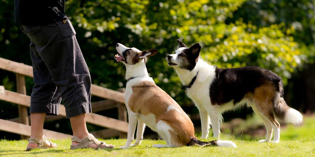 Fact Check: Are YHA dog friendly?
