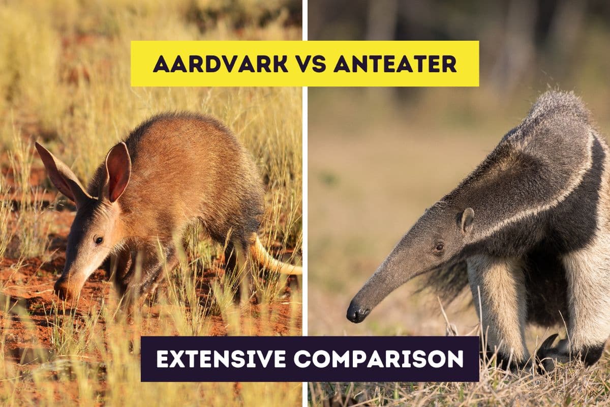 Fact Check: Are aardvarks and anteaters the same thing?