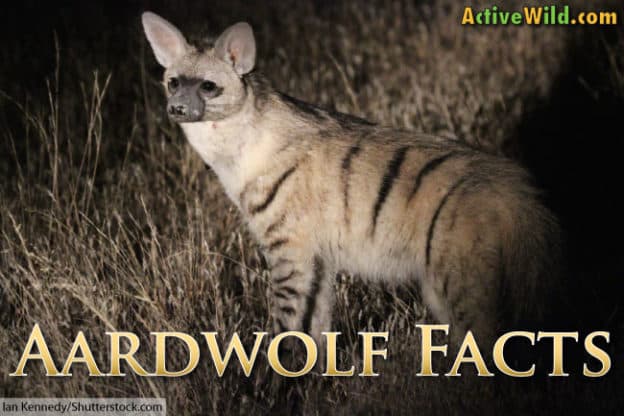 Fact Check: Are aardwolf dangerous?
