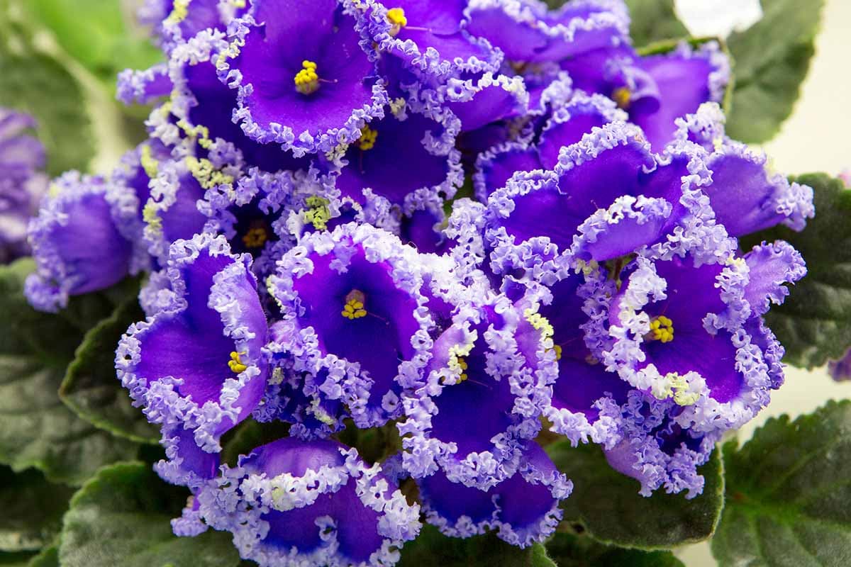 Fact Check: Are african violets?