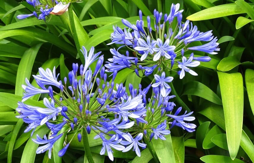 Fact Check: Are agapanthus poisonous?