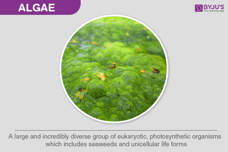 Fact Check: Are algae plants?