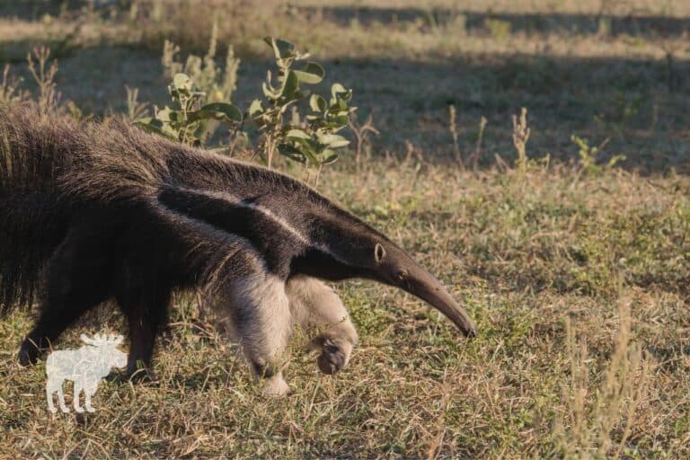 Fact Check: Are anteaters dangerous?