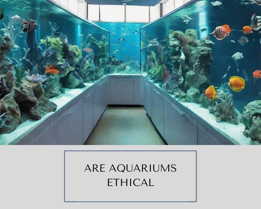 Fact Check: Are aquariums ethical?