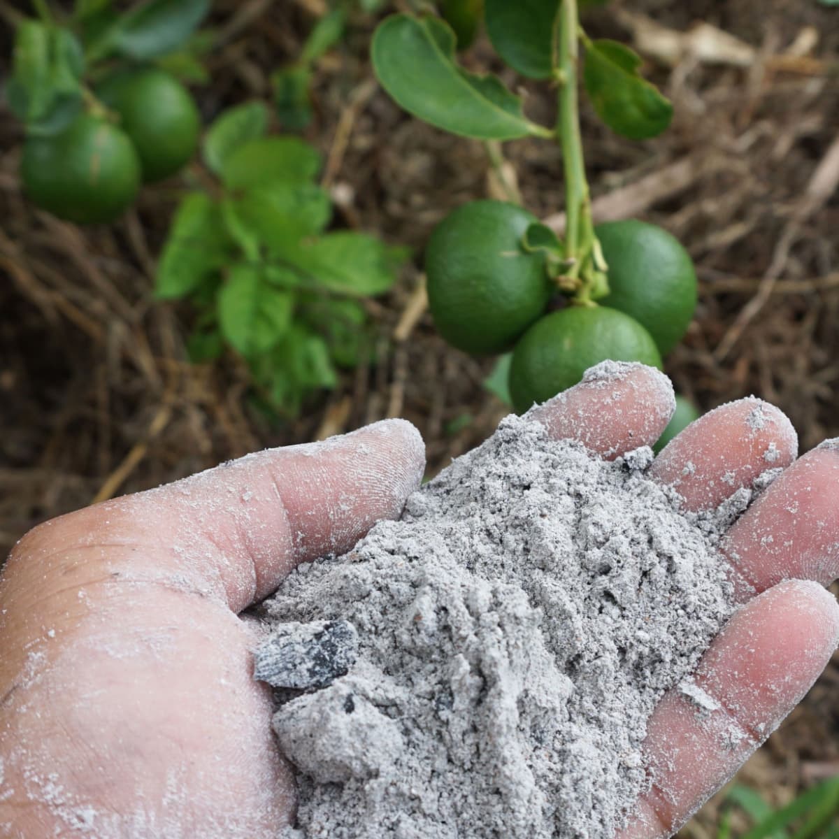 Fact Check: Are ashes good for plants?