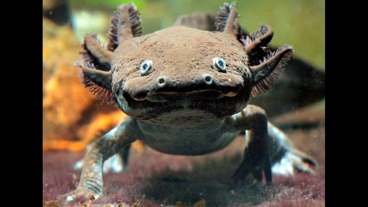 Fact Check: Are axolotls amphibians?