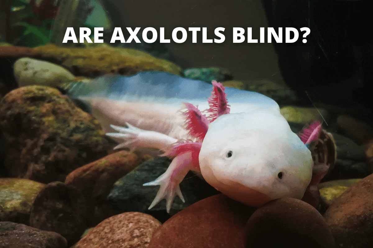 Fact Check: Are axolotls blind?