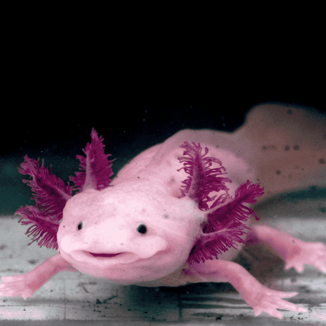 Fact Check: Are axolotls extinct?
