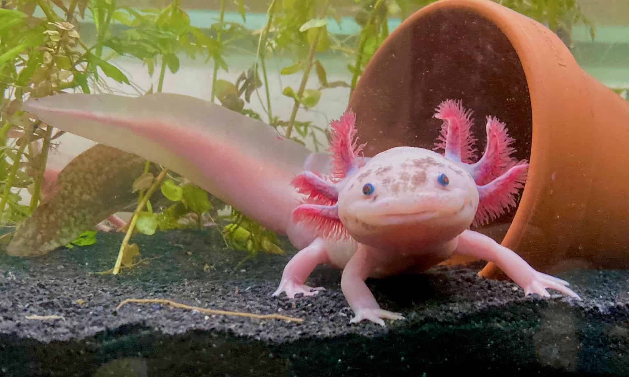 Fact Check: Are axolotls fish?