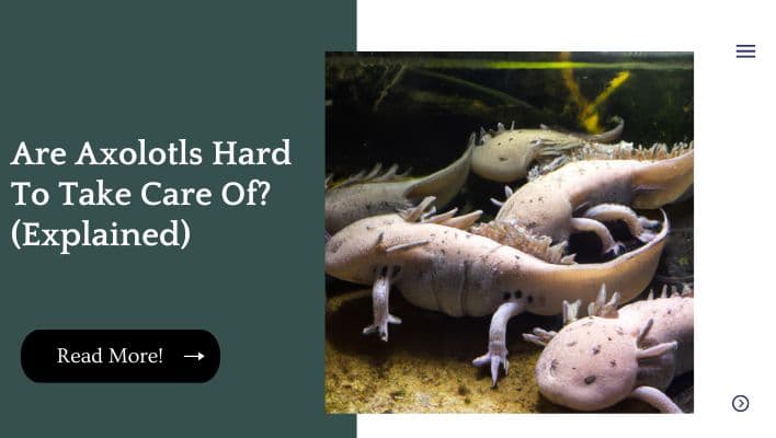 Fact Check: Are axolotls hard to take care of?