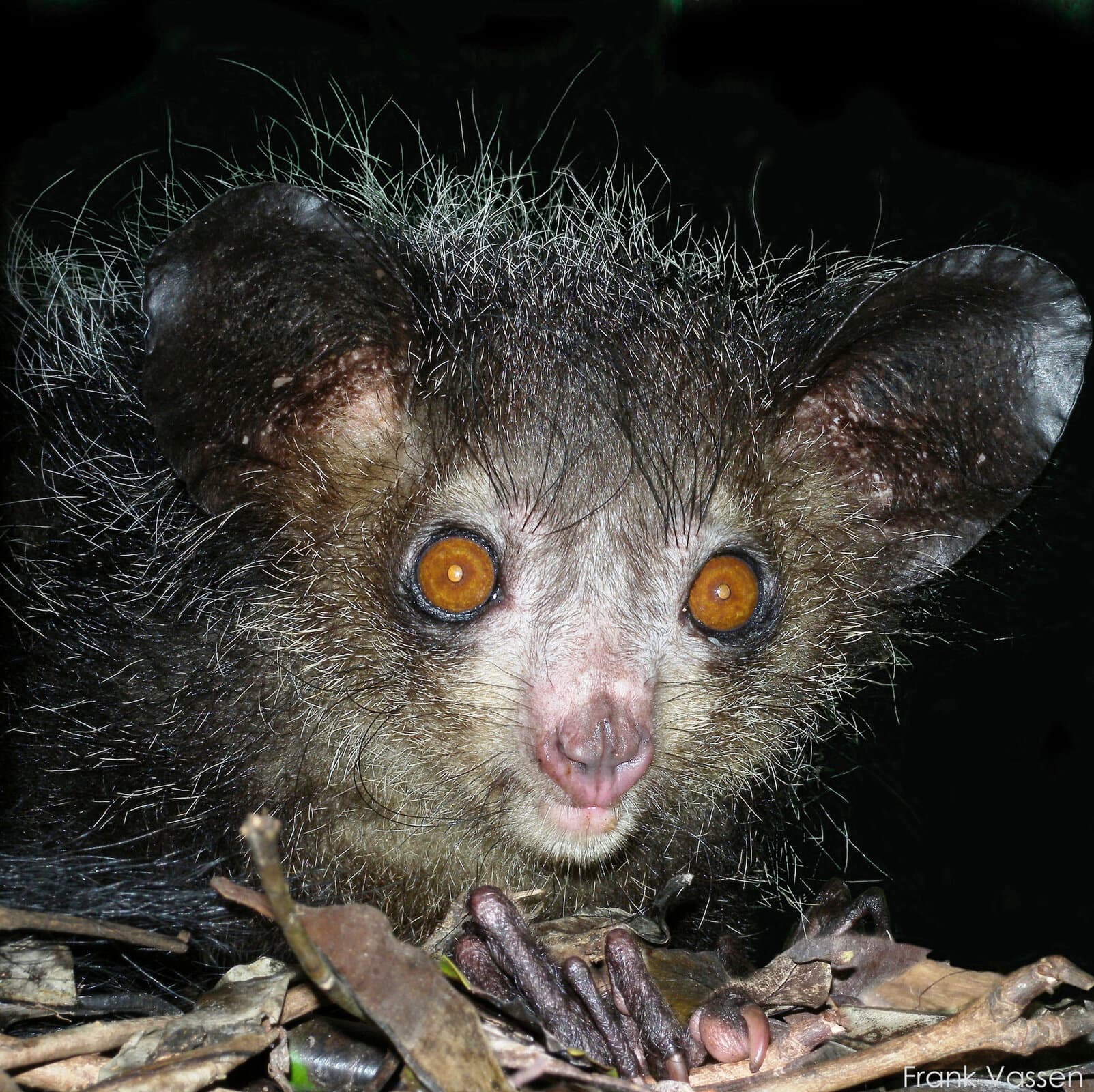 Fact Check: Are aye-ayes lemurs?