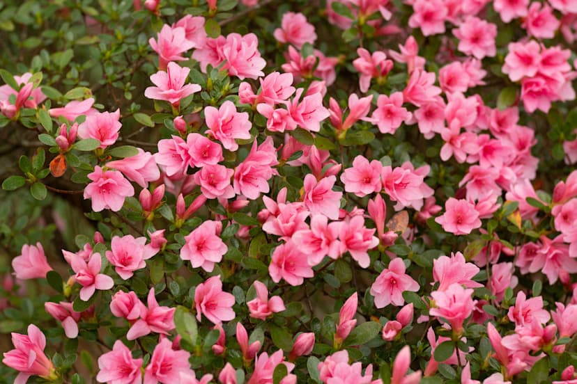 Fact Check: Are azaleas evergreen?