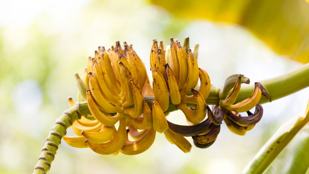 Fact Check: Are bananas berries?