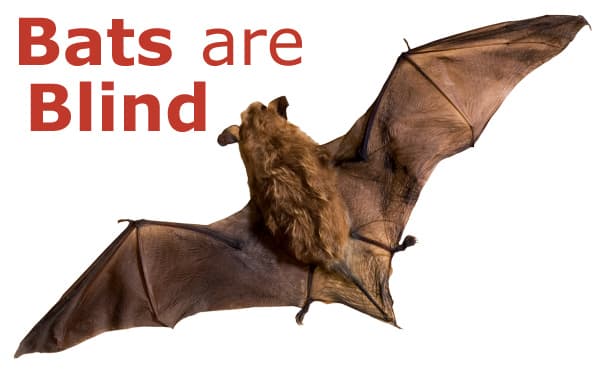 Fact Check: Are bats blind?