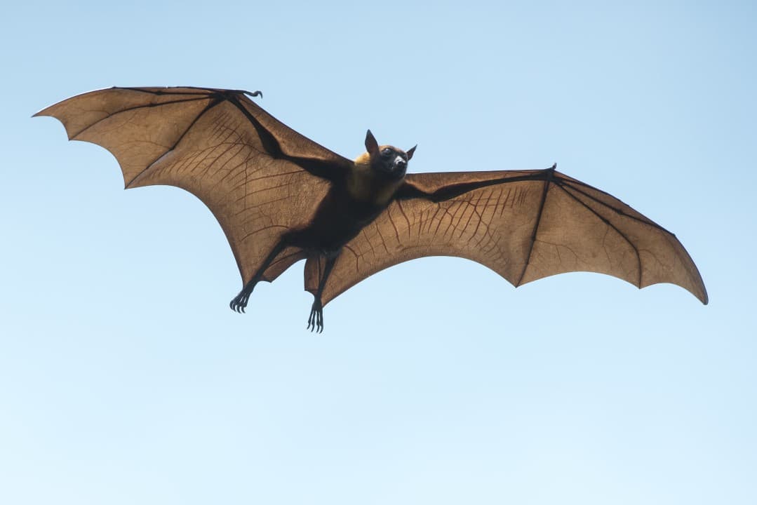 Fact Check: Are bats mammals?