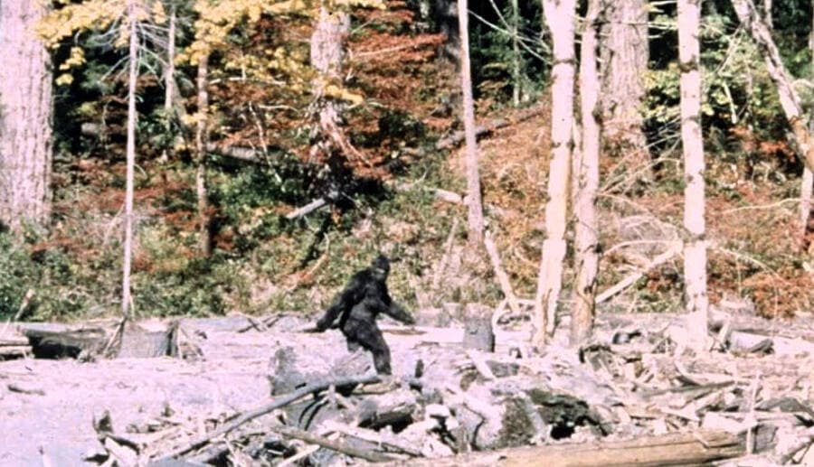 Fact Check: Are bigfoot real?