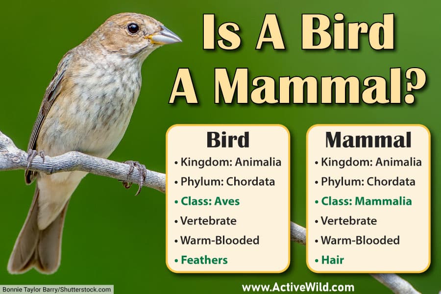 Fact Check: Are birds mammals?