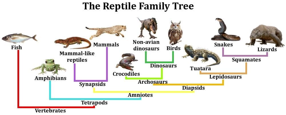 Fact Check: Are birds reptiles?