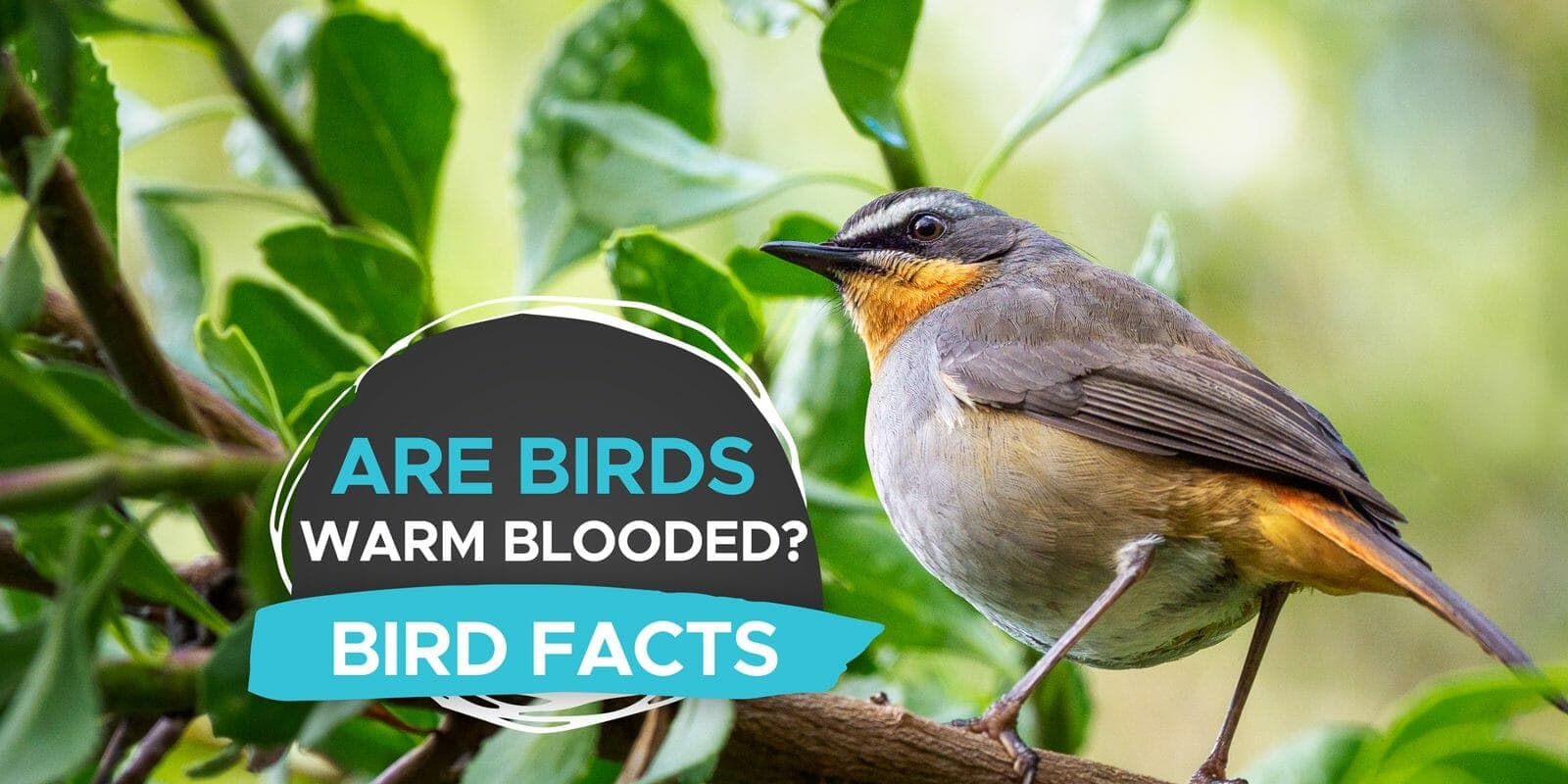 Fact Check: Are birds warm blooded?