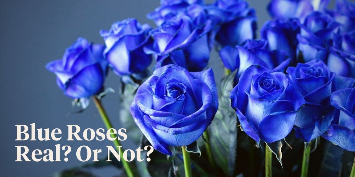 Fact Check: Are blue roses real?