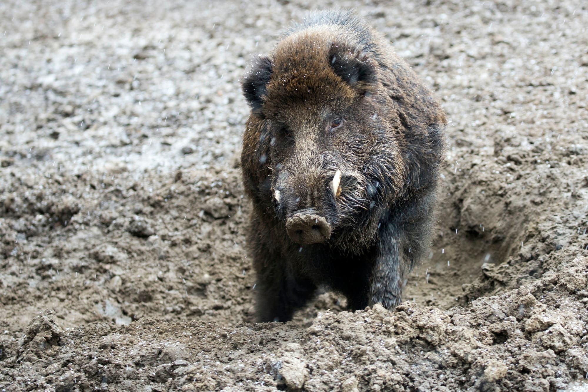 Fact Check: Are boars dangerous?