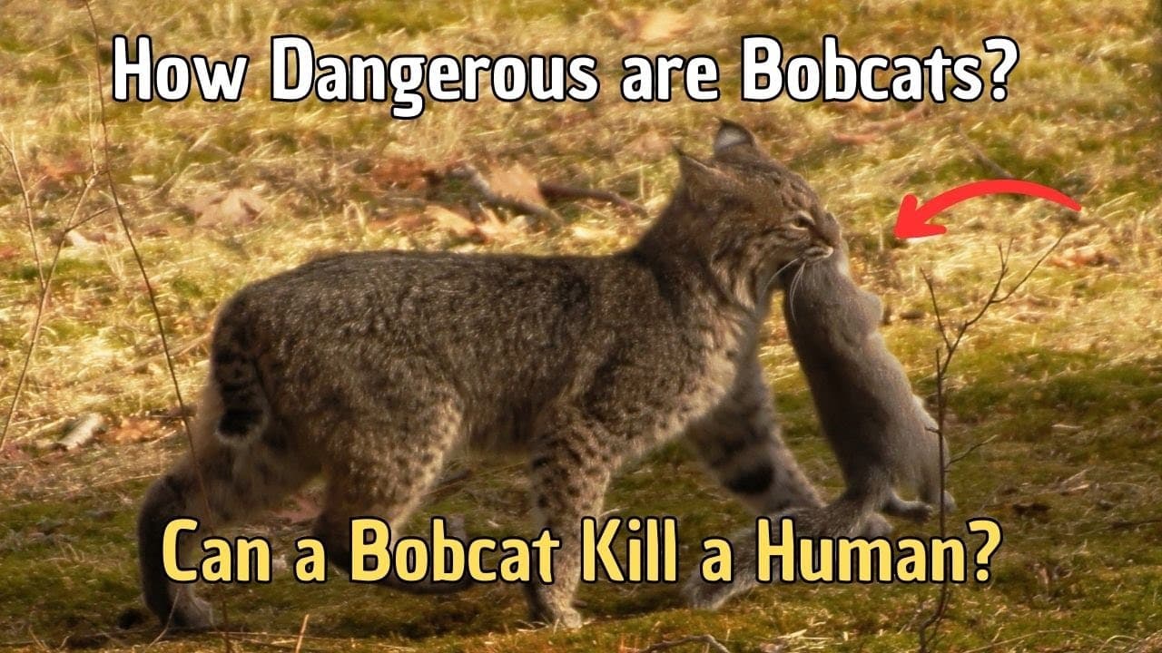 Fact Check: Are bobcats dangerous?