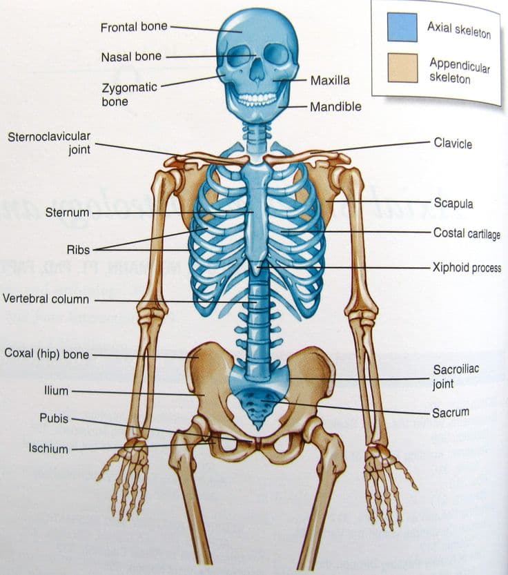 Fact Check: Are bones organs?