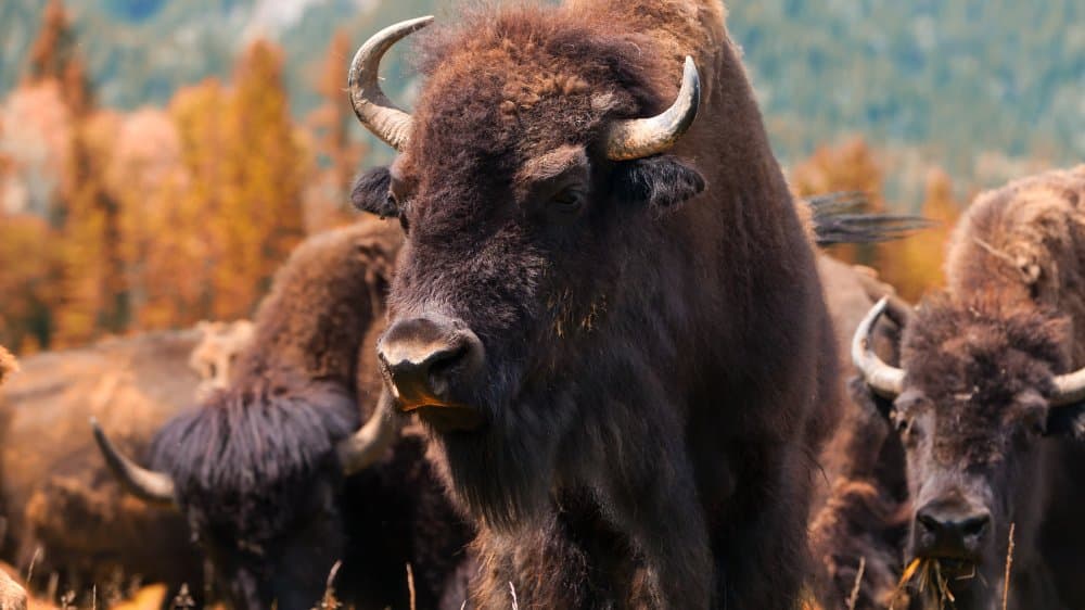 Fact Check: Are buffalos extinct?