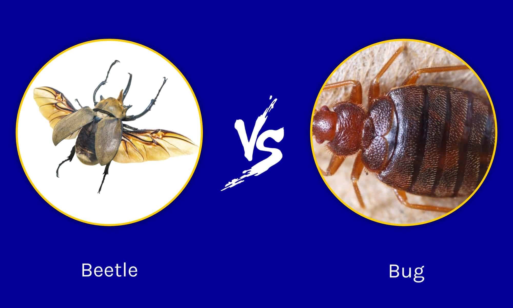 Fact Check: Are bugs animals?