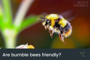 Fact Check: Are bumblebees friendly?