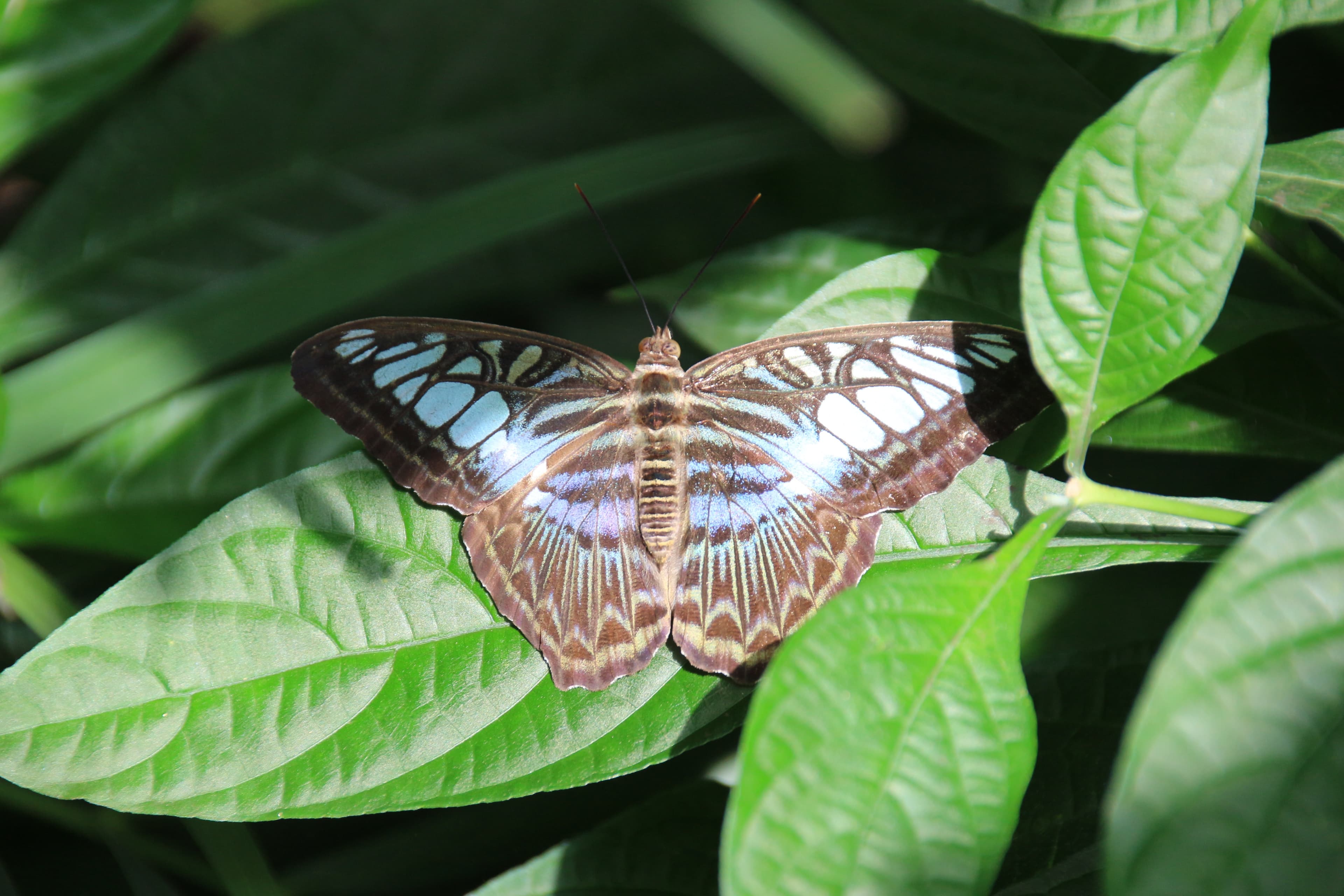 Fact Check: Are butterflies insects?