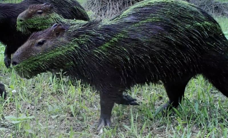 Fact Check: Are capybaras endangered?