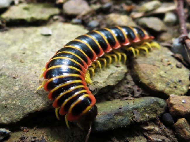 Fact Check: Are centipedes insects?