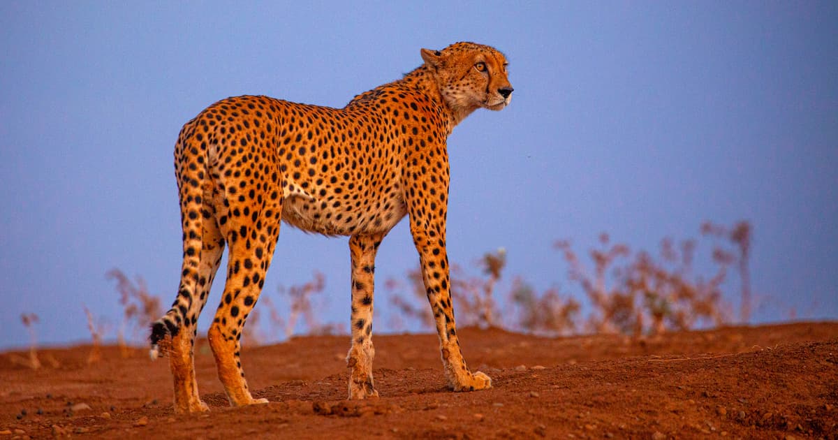 Fact Check: Are cheetahs dangerous?