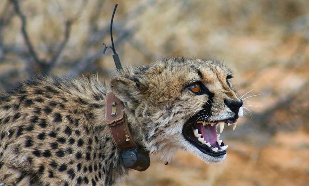 Fact Check: Are cheetahs friendly?