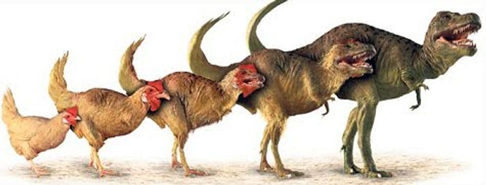 Fact Check: Are chickens dinosaurs?