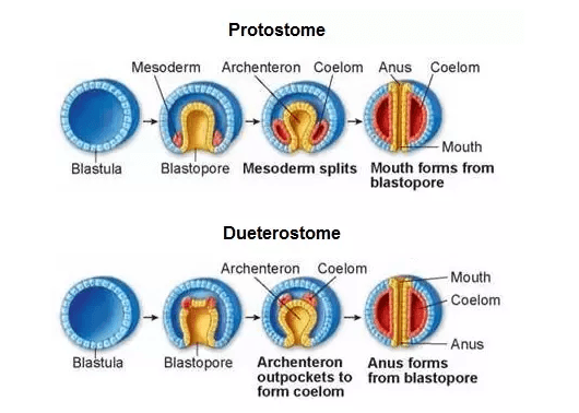 Fact Check: Are cnidaria protostome or deuterostome?