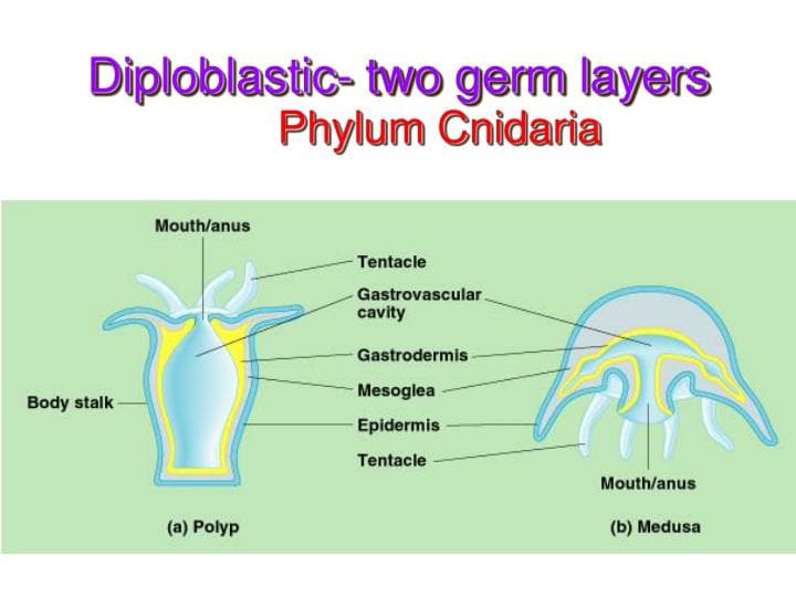 Fact Check: Are cnidarians diploblastic?