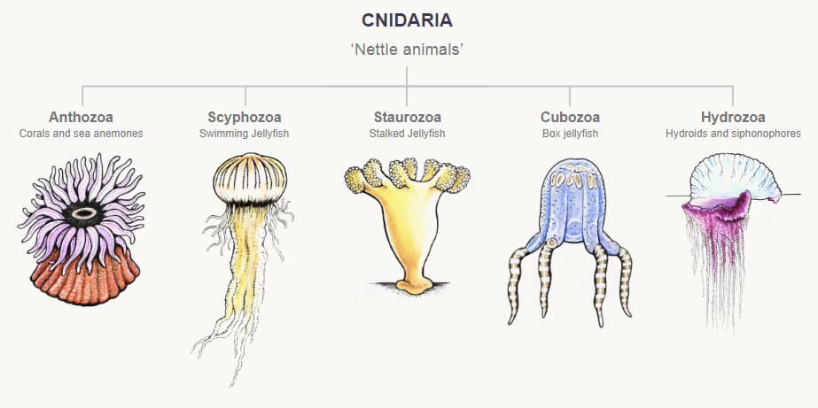 Fact Check: Are cnidarians hermaphrodites?
