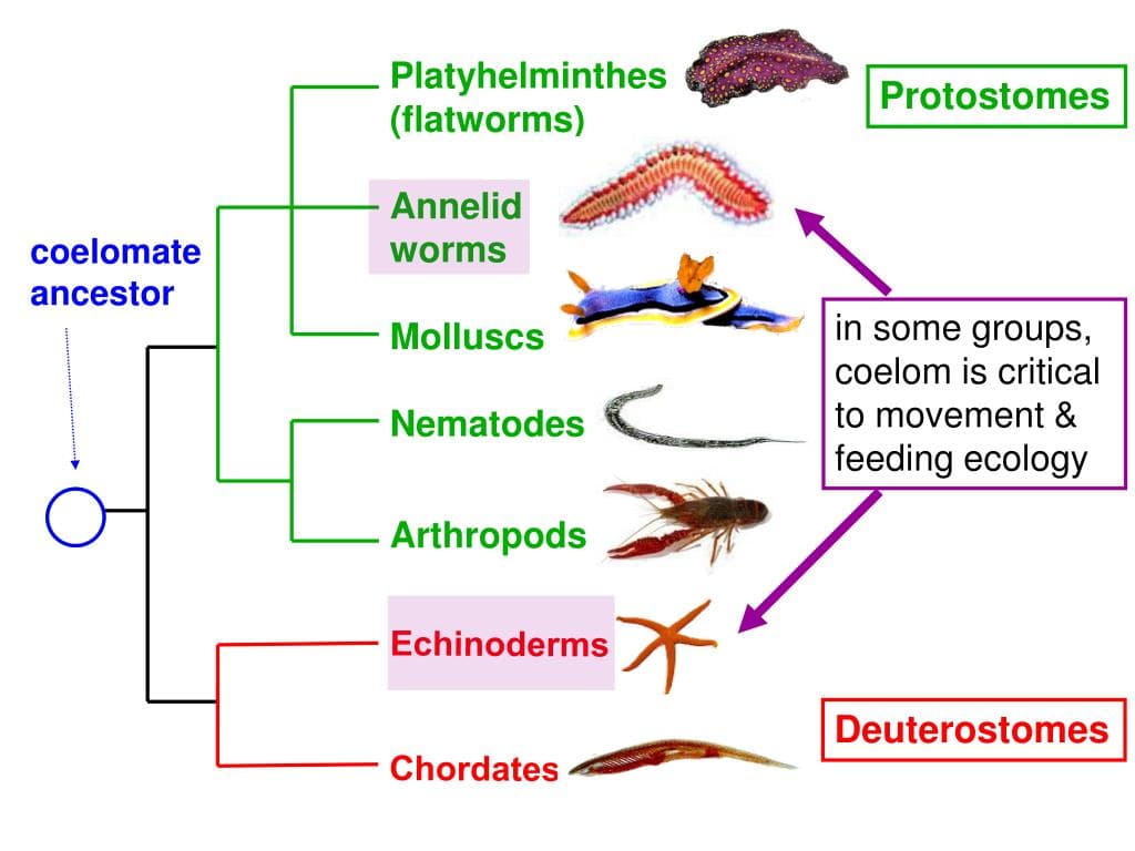 Fact Check: Are cnidarians protostomes?