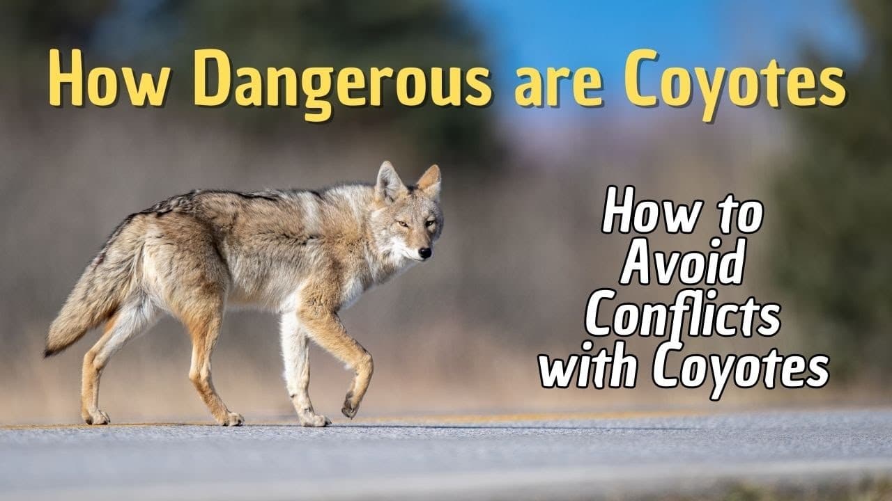 Fact Check: Are coyotes dangerous?