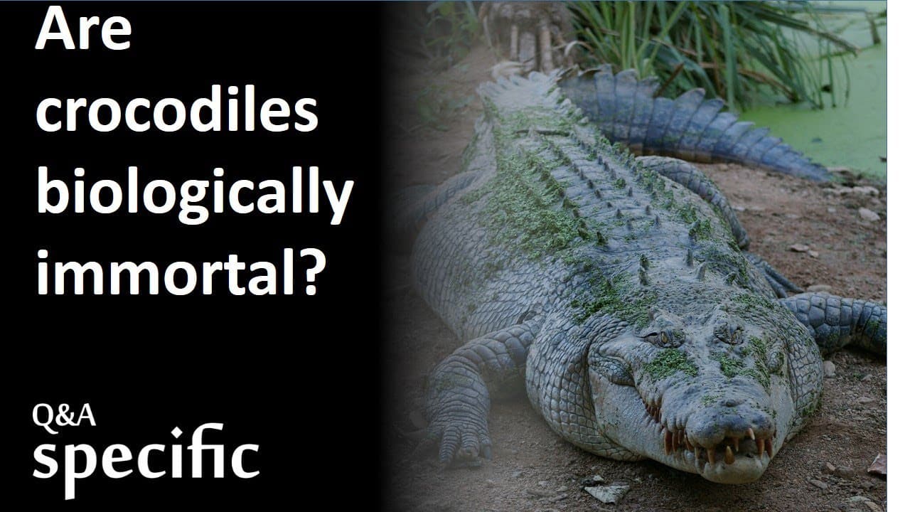 Fact Check: Are crocodiles immortal?