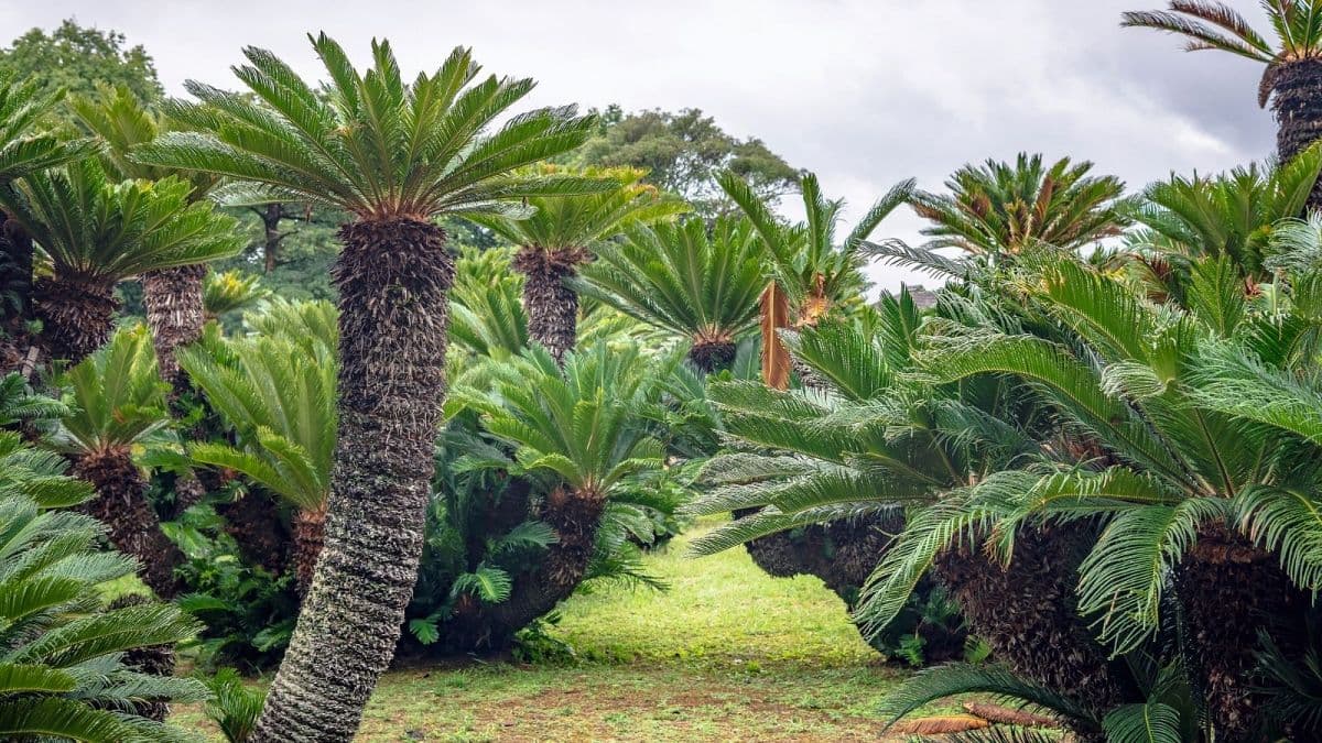 Fact Check: Are cycads extinct?