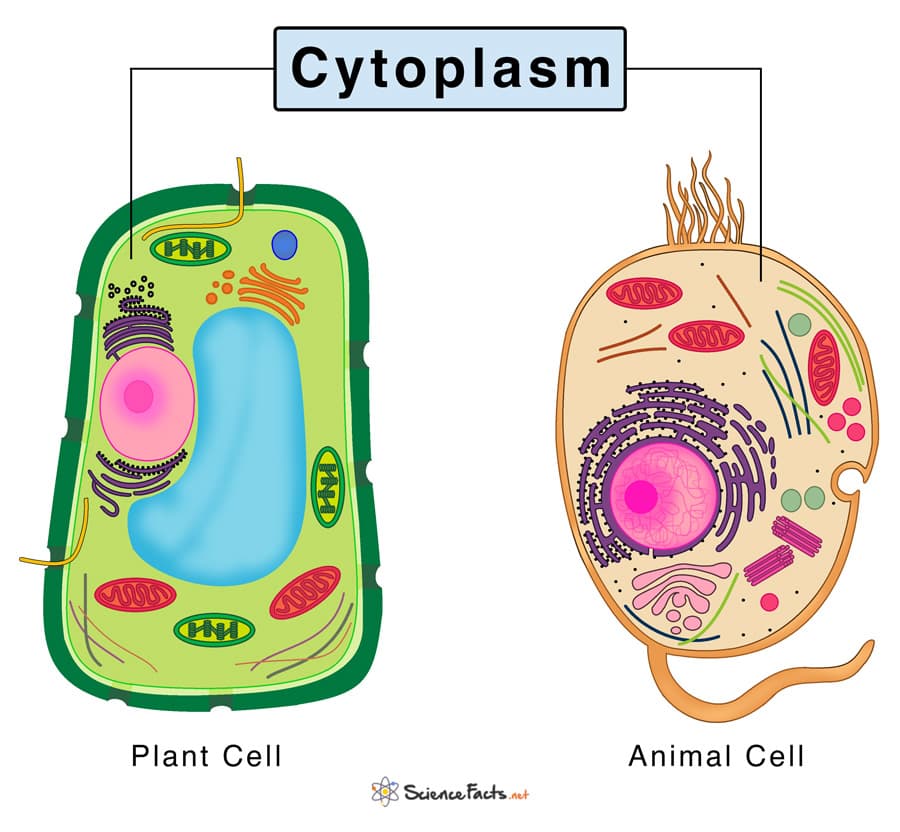 Fact Check: Are cytoplasm in plant and animal cells?